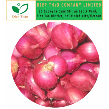 FRESH RED ONION/ FRESH ONION BEST PRICE